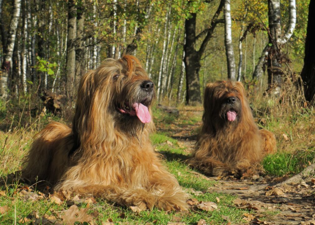 #40. Briard (tie)
